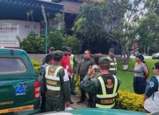 Ibama repatria 440 canários apreendidos em Roraima para a Venezuela após investigação de tráfico