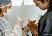 Prefeitura oferece castração gratuita de cães machos em Boa Vista com atendimento no Murilo Teixeira