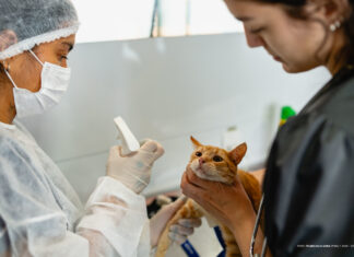 Prefeitura oferece castração gratuita de cães machos em Boa Vista com atendimento no Murilo Teixeira