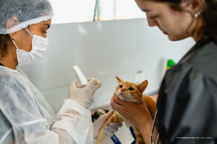 Castra Móvel no bairro Murilo Teixeira. Ft FRANCISCO SENA4