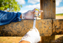 Vacinação contra brucelose chega a 17 comunidades indígenas de Boa Vista