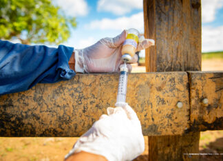 Vacinação contra brucelose chega a 17 comunidades indígenas de Boa Vista