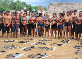 Tecnologias da Embrapa fortalecem segurança alimentar na Terra Indígena Yanomami