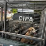 Câmeras desmentem suspeito que tentou culpar venezuelano por abuso sexual de cadela em Boa Vista