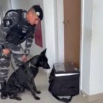 Cão farejador encontra cocaína e skunk em mochila de delivery em Boa Vista