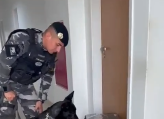 Cão farejador encontra cocaína e skunk em mochila de delivery em Boa Vista