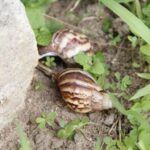 Caramujo-africano volta a aparecer em Boa Vista durante período chuvoso e preocupa moradores