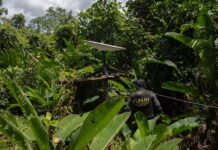 Operação na Terra Yanomami reduz abertura de novos garimpos em 99%, aponta governo garimpos yanomami