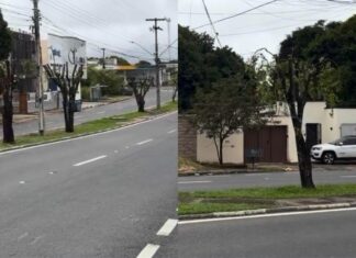 Prefeitura atribui poda drástica de árvores à Âmbar Energia, mas empresa nega ter feito serviço