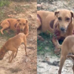Cadela é amarrada a motocicleta e arrastada em estrada de São Luiz cadela