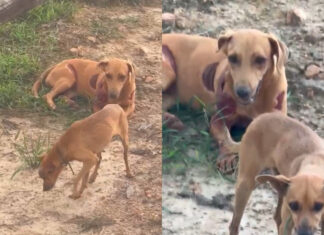 Cadela é amarrada a motocicleta e arrastada em estrada de São Luiz cadela