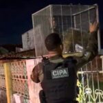 Polícia Ambiental resgata porco-espinho encontrado em quintal de casa em Boa Vista Polícia Ambiental resgata porco-espinho encontrado em quintal de casa em Boa Vista
