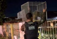 Polícia Ambiental resgata porco-espinho encontrado em quintal de casa em Boa Vista Polícia Ambiental resgata porco-espinho encontrado em quintal de casa em Boa Vista