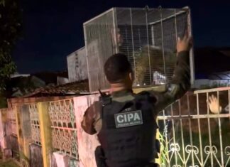 Polícia Ambiental resgata porco-espinho encontrado em quintal de casa em Boa Vista Polícia Ambiental resgata porco-espinho encontrado em quintal de casa em Boa Vista