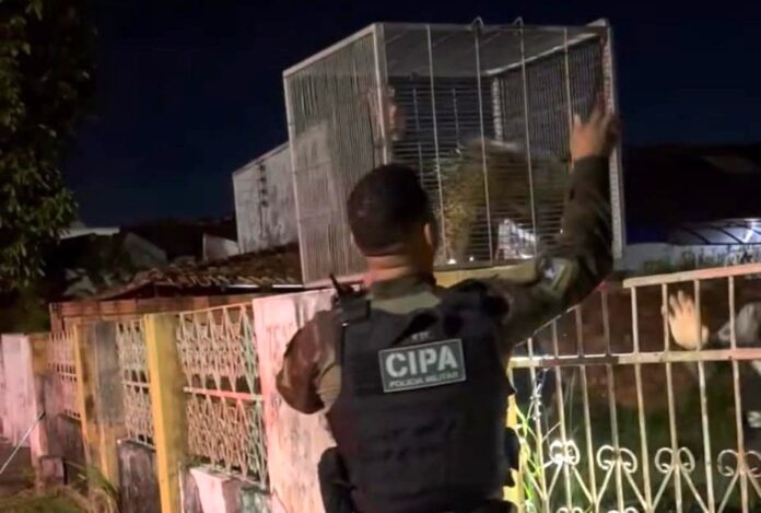 Polícia Ambiental resgata porco-espinho encontrado em quintal de casa em Boa Vista