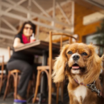 Câmara de Boa Vista aprova programa “Boa Vista Amiga dos Animais”, que incentiva estabelecimentos pet friendly