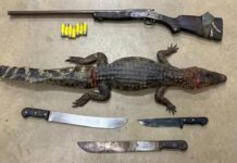 Dois homens são presos e adolescente é apreendido por caça ilegal de jacaré e porte de arma na BR-401 jacaré prf cantá