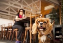 Câmara de Boa Vista aprova programa “Boa Vista Amiga dos Animais”, que incentiva estabelecimentos pet friendly