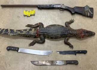 Dois homens são presos e adolescente é apreendido por caça ilegal de jacaré e porte de arma na BR-401 jacaré prf cantá
