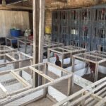 PM encontra 71 galos e estrutura para briga durante fiscalização de maus-tratos em Boa Vista PM encontra 71 galos e estrutura para briga durante fiscalização de maus-tratos em Boa Vista