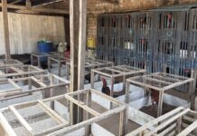 PM encontra 71 galos e estrutura para briga durante fiscalização de maus-tratos em Boa Vista PM encontra 71 galos e estrutura para briga durante fiscalização de maus-tratos em Boa Vista