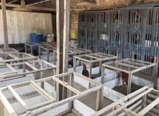PM encontra 71 galos e estrutura para briga durante fiscalização de maus-tratos em Boa Vista PM encontra 71 galos e estrutura para briga durante fiscalização de maus-tratos em Boa Vista