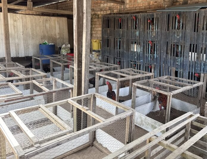 PM encontra 71 galos e estrutura para briga durante fiscalização de maus-tratos em Boa Vista