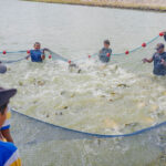 Comunidade indígena de Boa Vista produz 2,1 toneladas de tambaqui em projeto de piscicultura pesca pescada moro mori