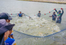 Comunidade indígena de Boa Vista produz 2,1 toneladas de tambaqui em projeto de piscicultura pesca pescada moro mori