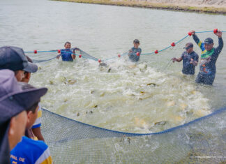 Comunidade indígena de Boa Vista produz 2,1 toneladas de tambaqui em projeto de piscicultura pesca pescada moro mori