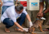 Boa Vista terá vacinação antirrábica para cães e gatos em 19 pontos neste sábado (8) vacinação