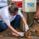 Boa Vista terá vacinação antirrábica para cães e gatos em 19 pontos neste sábado (8) vacinação