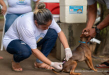 Boa Vista terá vacinação antirrábica para cães e gatos em 19 pontos neste sábado (8) vacinação