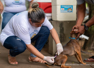 Boa Vista terá vacinação antirrábica para cães e gatos em 19 pontos neste sábado (8) vacinação