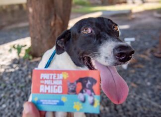 Campanha Antirrábica vacina 14,4 mil cães e gatos em Boa Vista Antirrábica