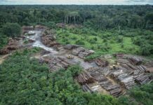 Roraima registra alta de 32,5% nos alertas de desmatamento e tem 4º maior índice da Amazônia Roraima registra alta de 32,5% nos alertas de desmatamento e tem 4º maior índice da Amazônia