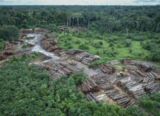 Roraima registra alta de 32,5% nos alertas de desmatamento e tem 4º maior índice da Amazônia Roraima registra alta de 32,5% nos alertas de desmatamento e tem 4º maior índice da Amazônia