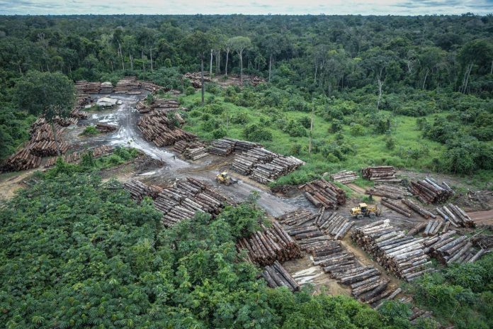 Desmatamento em Roraima - Foto Ibama Roraima registra alta de 32,5% nos alertas de desmatamento e tem 4º maior índice da Amazônia