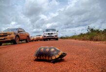 Rodovia entre Lethem e Georgetown pode reduzir em até oito dias transporte de cargas de Roraima Lethem