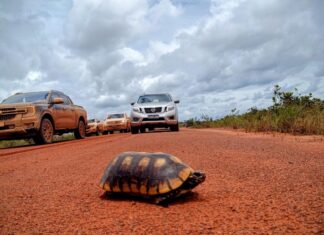 Rodovia entre Lethem e Georgetown pode reduzir em até oito dias transporte de cargas de Roraima Lethem