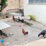 Estrutura usada em suposta rinha de galos é descoberta durante operação da Polícia Civil em Boa Vista Estrutura usada em suposta rinha de galos é descoberta durante operação da Polícia Civil em Boa Vista