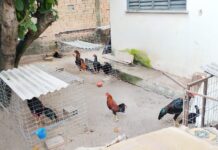 Estrutura usada em suposta rinha de galos é descoberta durante operação da Polícia Civil em Boa Vista Estrutura usada em suposta rinha de galos é descoberta durante operação da Polícia Civil em Boa Vista