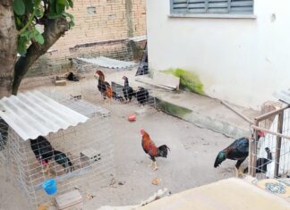 Estrutura usada em suposta rinha de galos é descoberta durante operação da Polícia Civil em Boa Vista Estrutura usada em suposta rinha de galos é descoberta durante operação da Polícia Civil em Boa Vista
