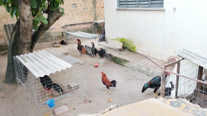 Estrutura usada em suposta rinha de galos é descoberta durante operação da Polícia Civil em Boa Vista