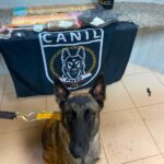 Cadela Fúria encontra mochila com drogas escondida sob roupas durante operação em Boa Vista