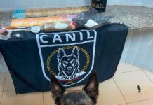 Cadela Fúria encontra mochila com drogas escondida sob roupas durante operação em Boa Vista