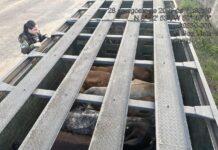 Motorista é multado em R$ 37,5 mil por abandonar caminhão com bovinos na BR-401 em Bonfim caminhão bovinos