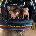 PRF resgata sete cães vítimas de maus-tratos em veículo na BR-174 Cães