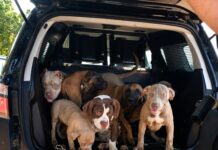 PRF resgata sete cães vítimas de maus-tratos em veículo na BR-174 Cães