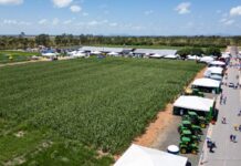 Campo experimental da AgroBV fortalece o agronegócio com pesquisa, tecnologia e novos negócios